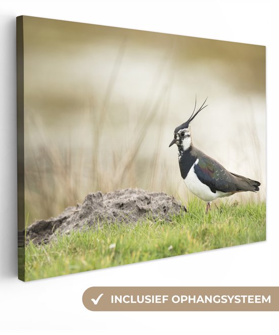 Peinture sur toile - Vogel - Herbe - Paysage - Vanneau - Animaux - Toile - Peintures sur toile - 120x90 cm - Décoration murale - Chambre
