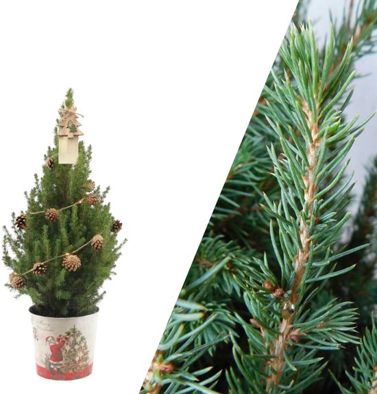 NatureNest - Kerstboom met verlichting 'Pineconelight' in Kerstman pot | 19 cm Ø | 60 cm