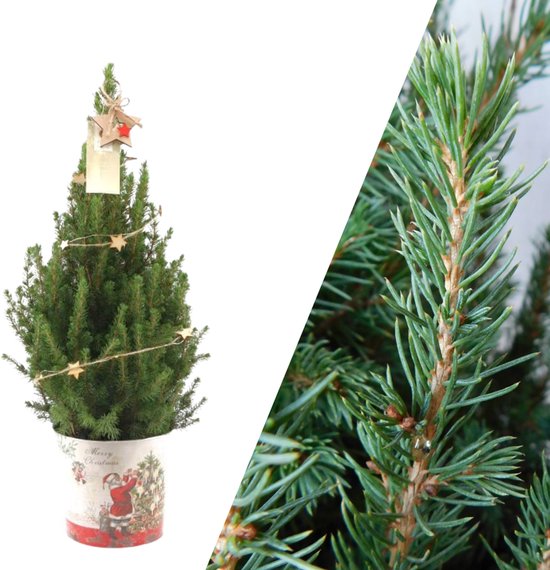 NatureNest - Kerstboom met verlichting 'Starlight' in Kerstman pot | 19 cm Ø | 60 cm