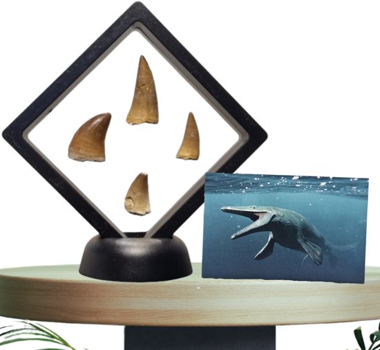 Originele Mosasaurus Tanden (Set van 4) – Authentieke Fossielen in Luxe Display – Inclusief Informatief Kaartje – Prehistorisch Verzamelobject - Uniek Cadeau