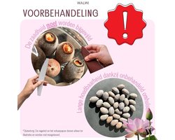Lotusbloem zaden - Gemakkelijk te kweken - Set van 10