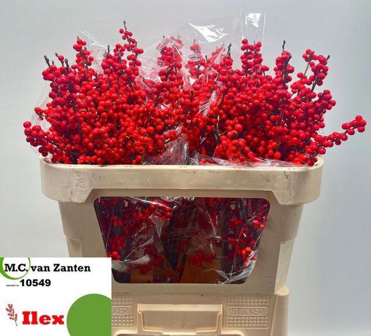 10x Ilex verticillata 70cm