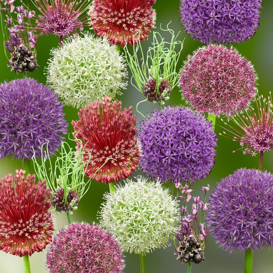 Alliumbollen 34 x ’Rainbow Collection ’ – The Bulb Farmers - Voorjaar – NL gekweekt - Allium Bollen - Bloembollen