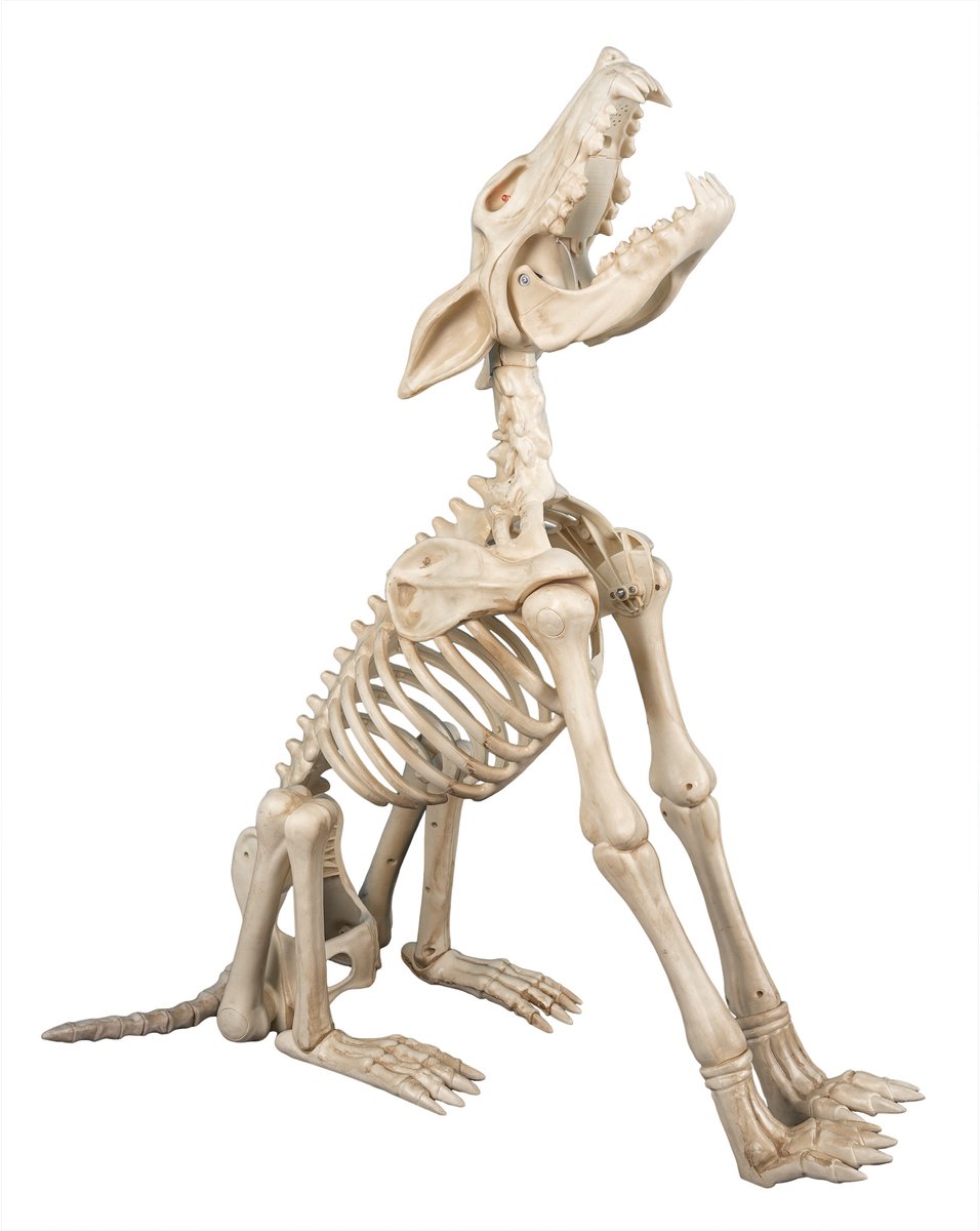Halloween – Howling Wolf