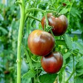 Tomaten zaden - Vleestomaat Black Krim