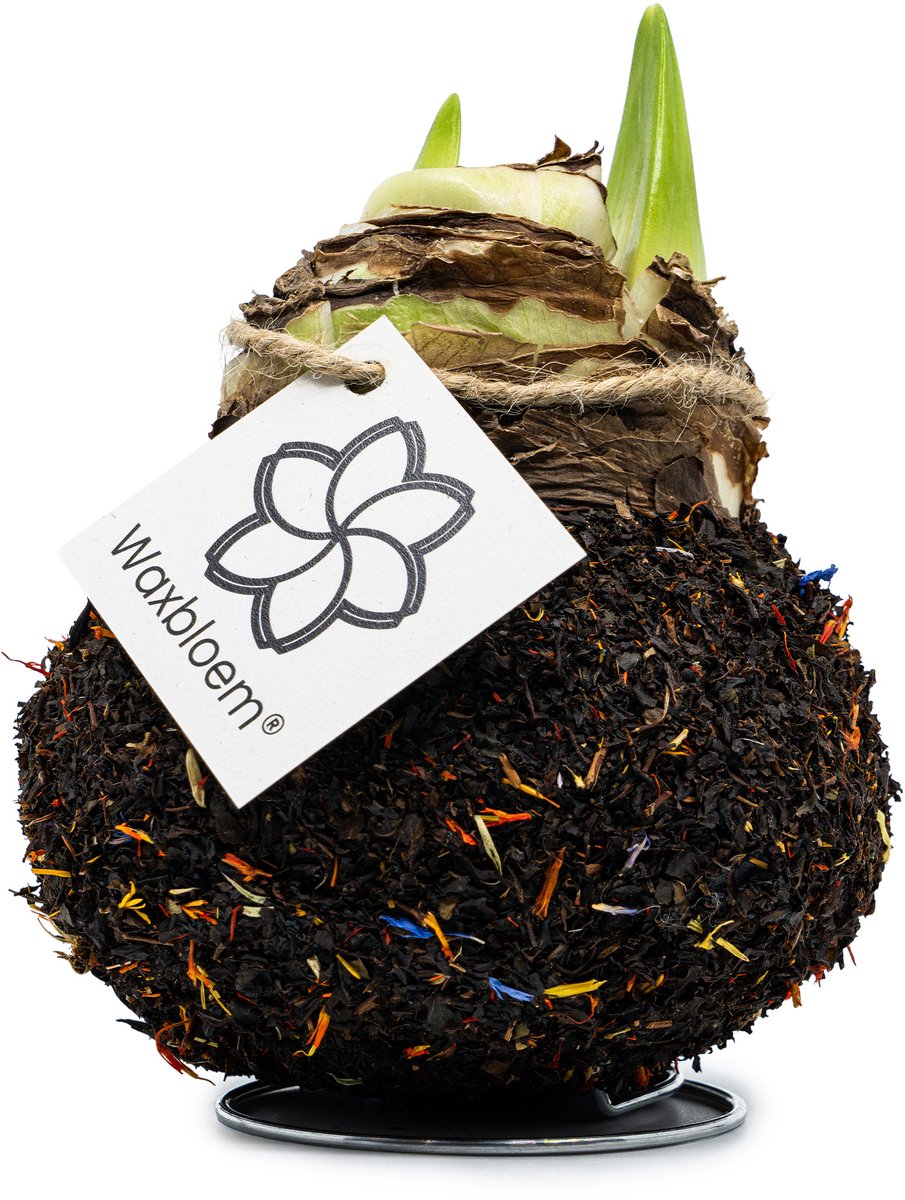Waxbloem® | Wax Amaryllis | Ice Spices