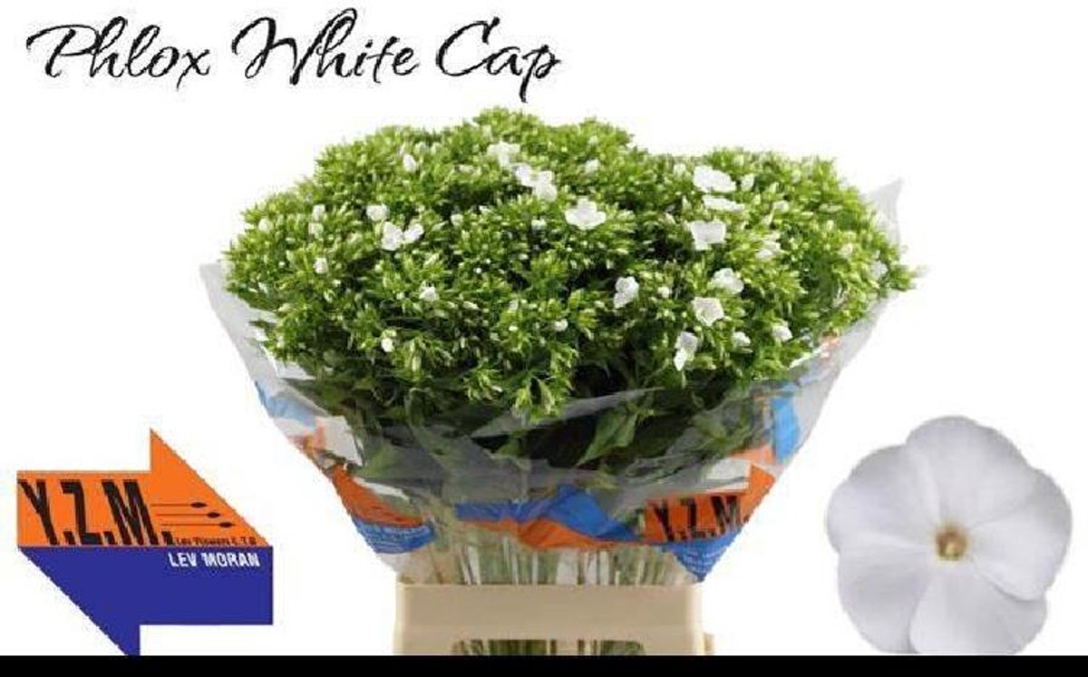 50x Phlox whitecap 70cm