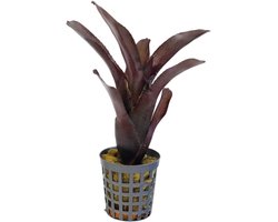 Neoregelia Amazon - Terrariumplant
