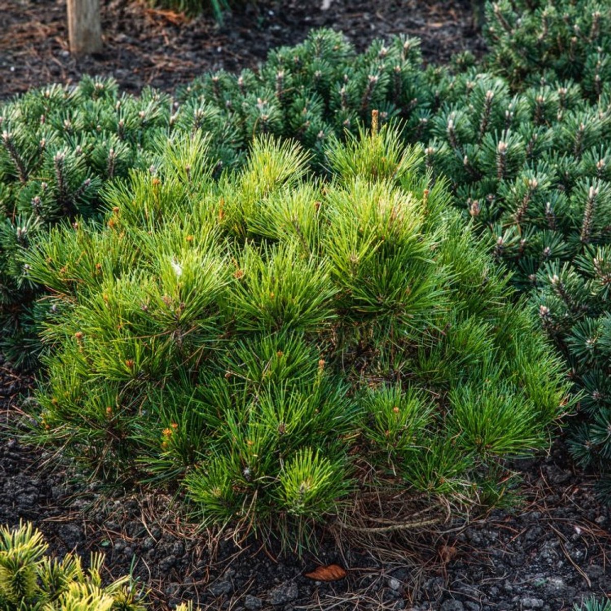 Plants Online BV - Planten - Haagplanten - Coniferen - Tuinplanten - Sier coniferen - Set van 1 - Pinus densiflora 'Alice Verkade'