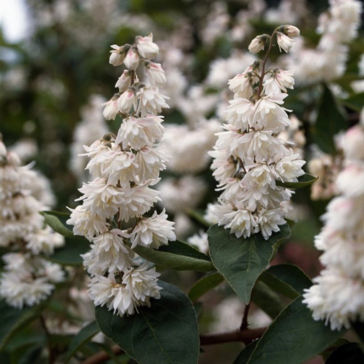 Deutzia scabra C5 100-125 cm
