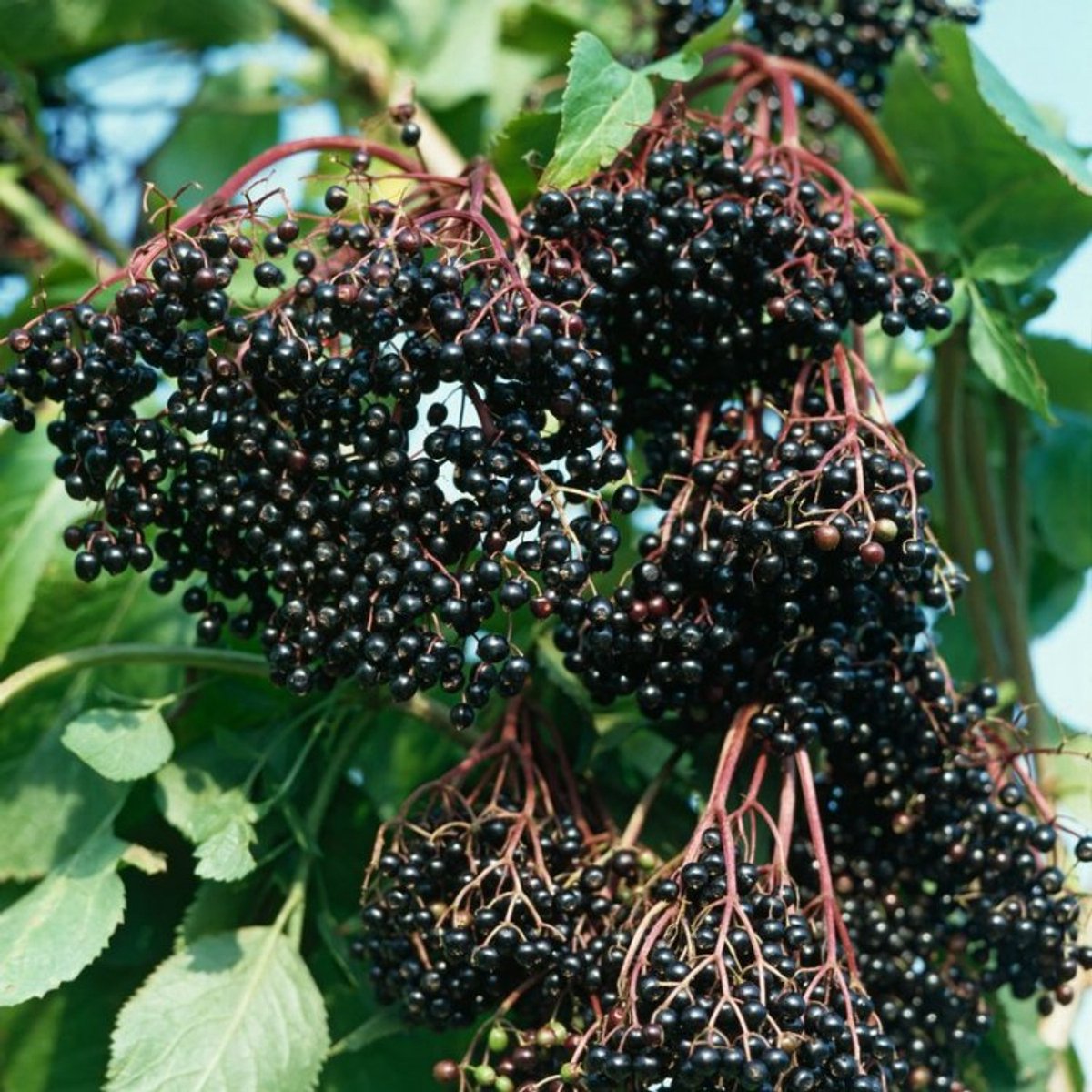 Plants Online BV - Planten - Tuinplanten - Heesters - Set van 1 - Zwarte Vlier 'Haschberg'