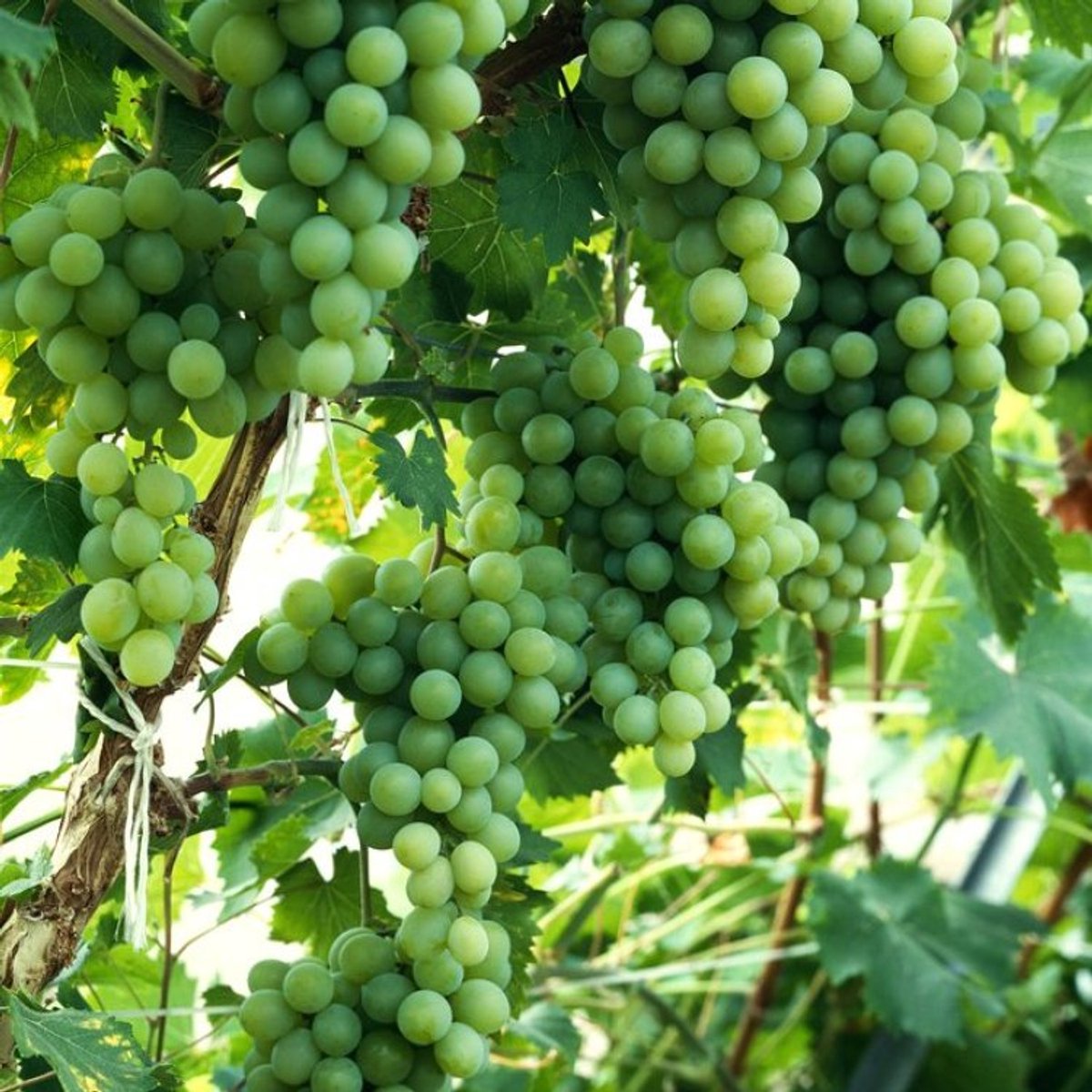 Plants Online BV - Planten - Tuinplanten - Fruit - Set van 1 - Witte Druif 'Vroege van der Laan'
