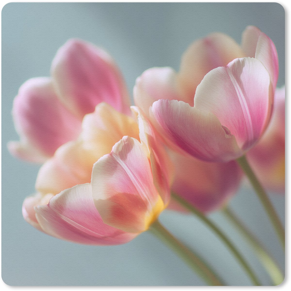Muismat 30x30 cm - Mousepad Tulpen - Roze - Stelen - Muismatten