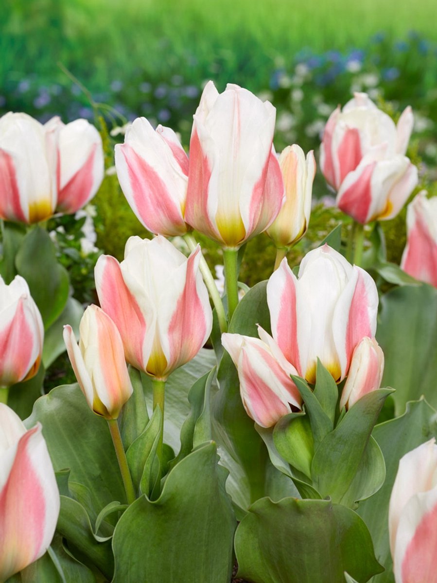 20x Tulpen 'Serano' - BULBi® Bloembollen met bloeigarantie
