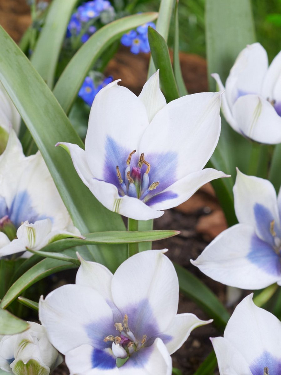 8x Tulpen 'Humilis alba coerulea oculata' - BULBi® Bloembollen met bloeigarantie