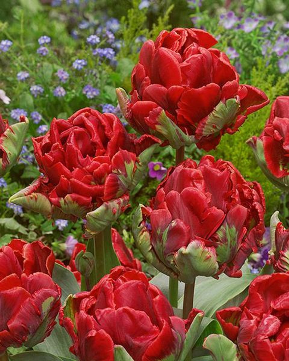 15x Tulpen 'Rococo dubbel' - BULBi® Bloembollen met bloeigarantie