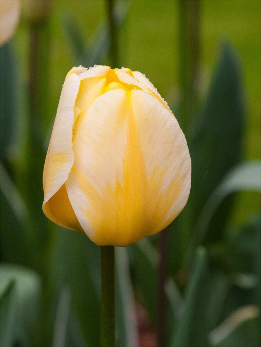 25x Tulpen 'Jaap groot' - BULBi® Bloembollen met bloeigarantie