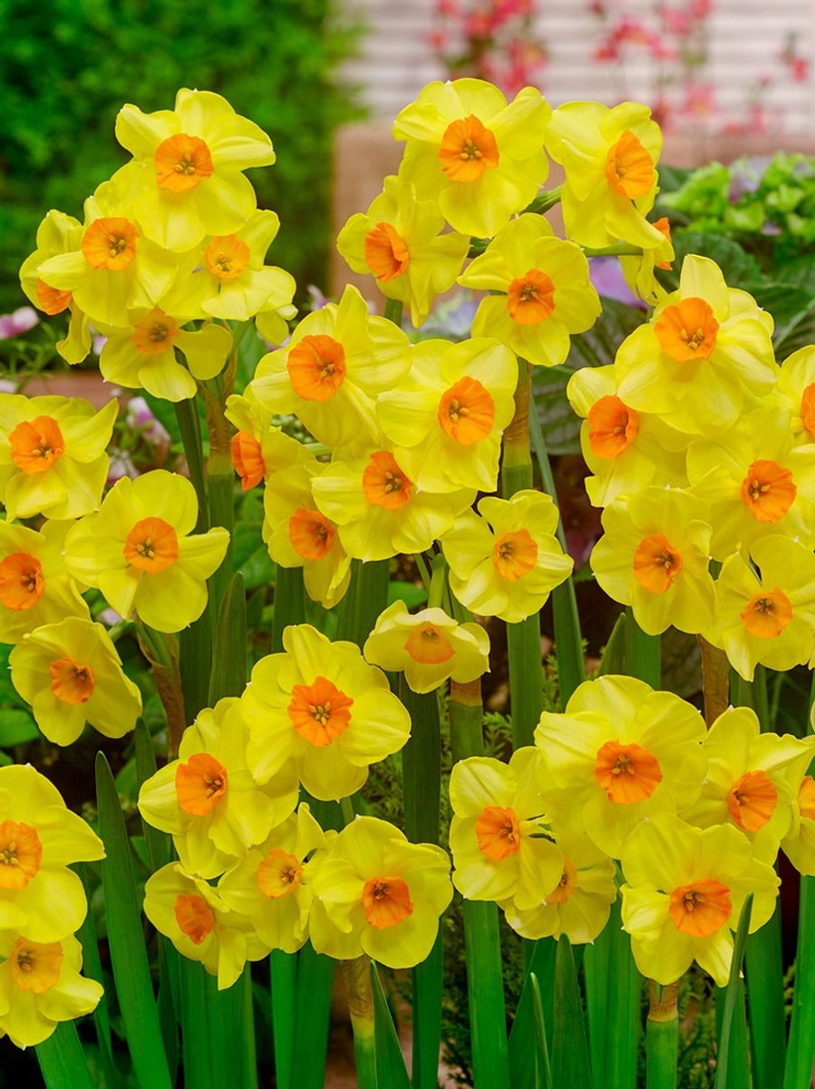 25x Narcissen 'Cornish dawn' - BULBi® Bloembollen met bloeigarantie