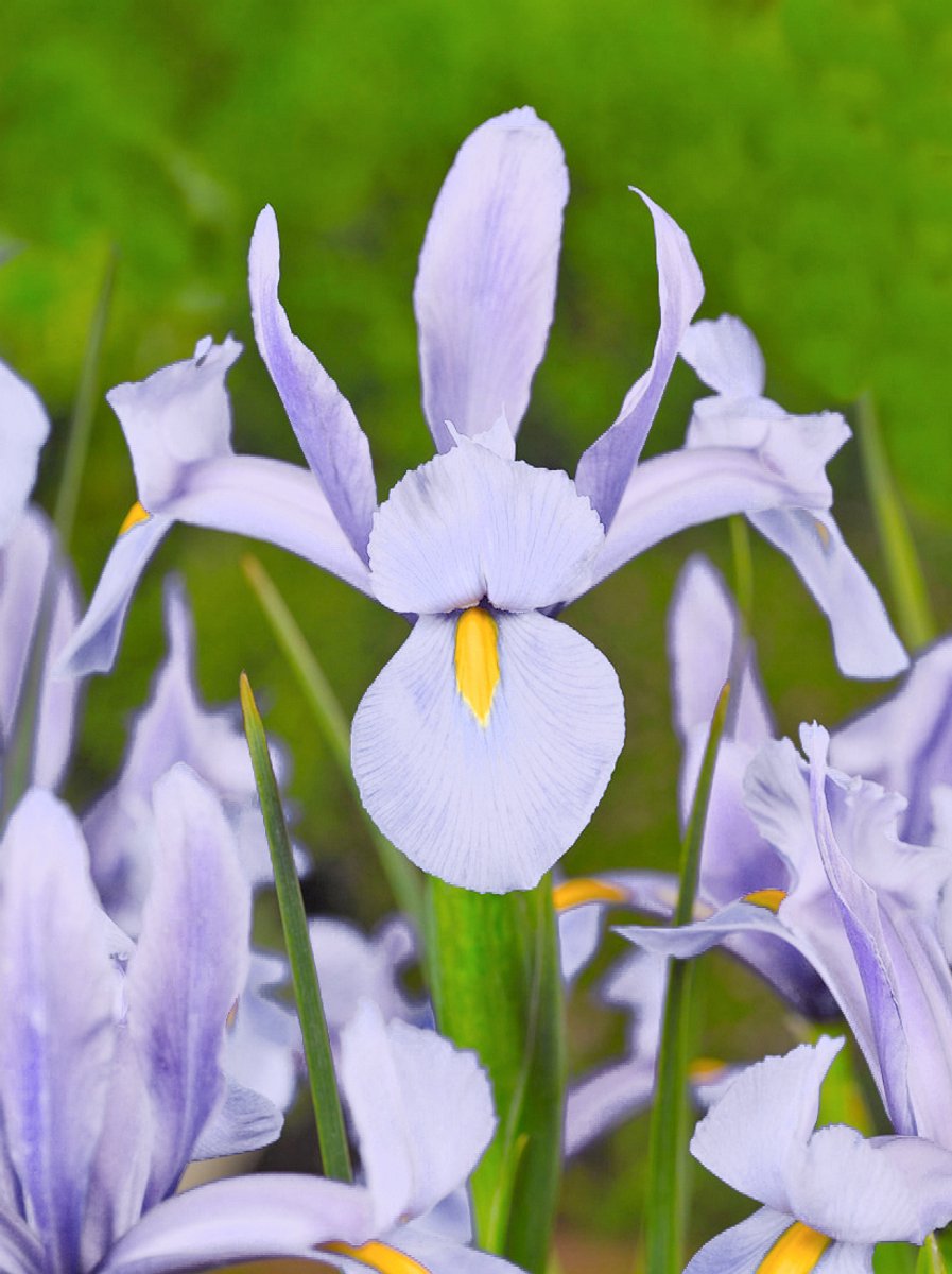 25x Iris 'Iris king mauve hollandica' - BULBi® Bloembollen met bloeigarantie