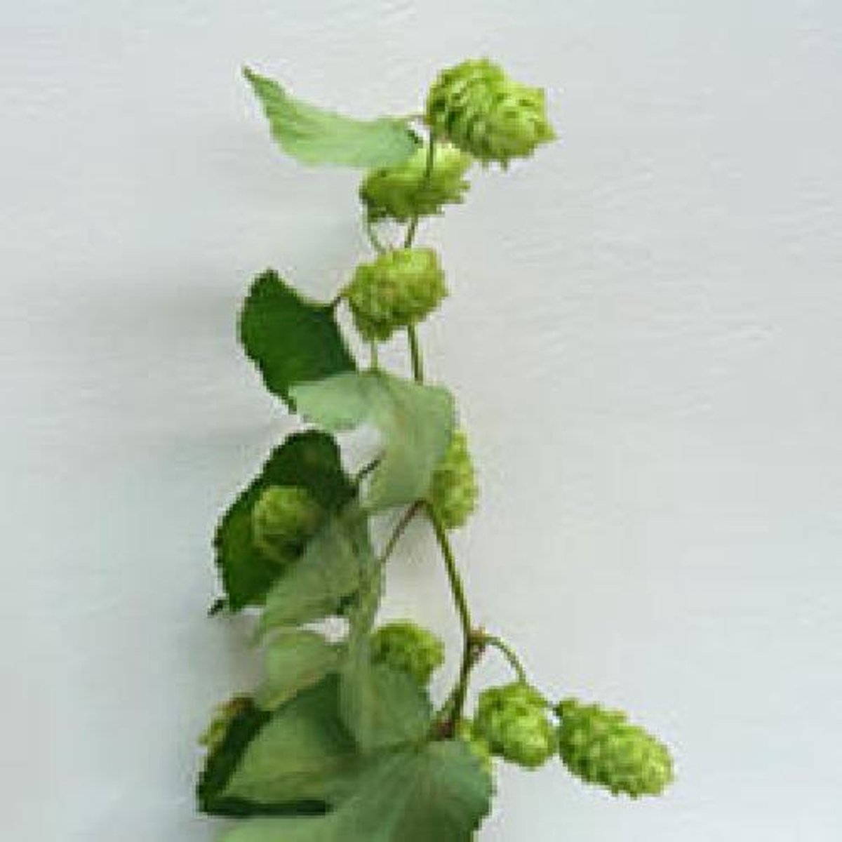 1x Sg hop 80cm