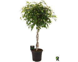 Ficus Benjamina Exotica gevlochten stam in sierpot 150 cm – Kamerplant – Vers Van De Kweker – Potmaat Ø32 cm