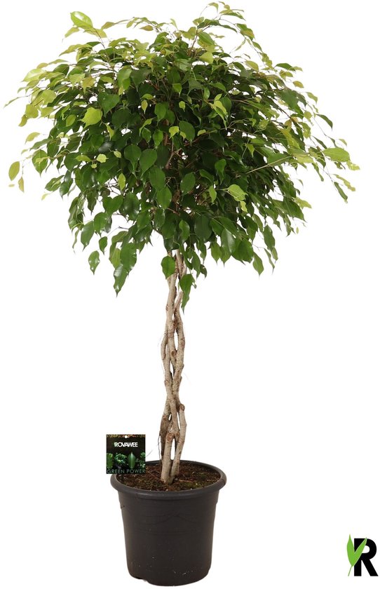 Ficus Benjamina Exotica gevlochten stam in sierpot 150 cm – Kamerplant – Vers Van De Kweker – Potmaat Ø32 cm