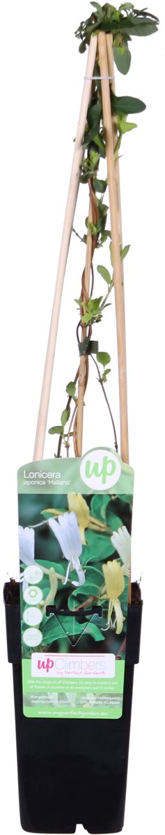 Hello Plants Lonicera Japonica Halliana Kamperfoelie - Klimplant - Ø 15 cm - Hoogte: 65 cm