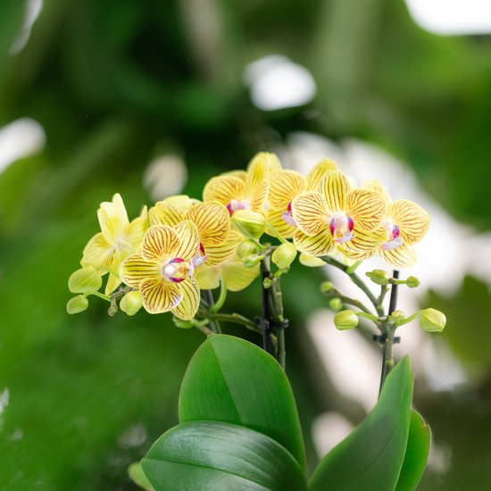 Gele phalaenopsis orchidee met rode strepen en paarse details, op een groene achtergrond.