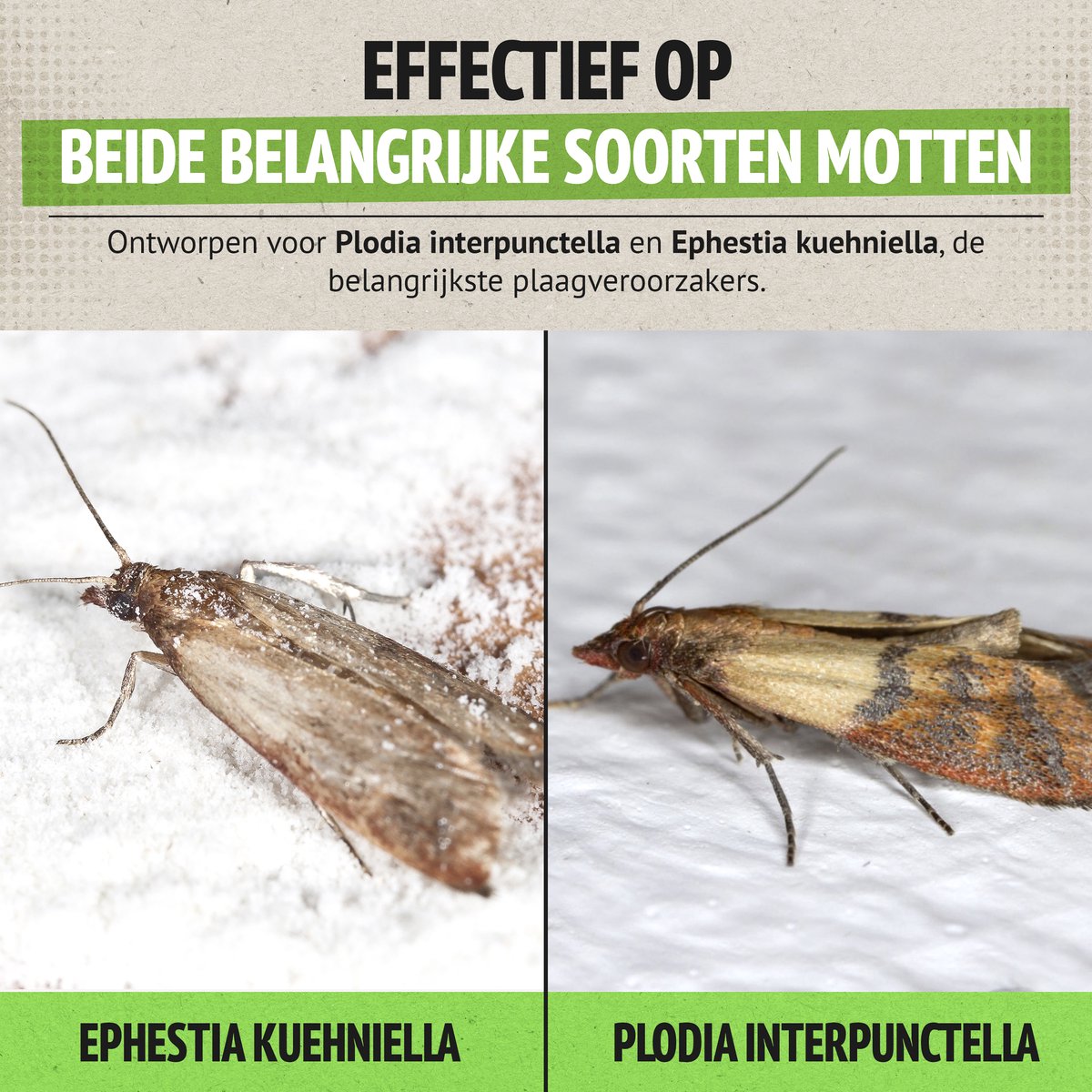 Voedselmottenval 2-pack met feromoon, effectieve vangst van levensmiddelenmotten, eenvoudig te gebruiken, 3 maanden bescherming - Afbeelding 3