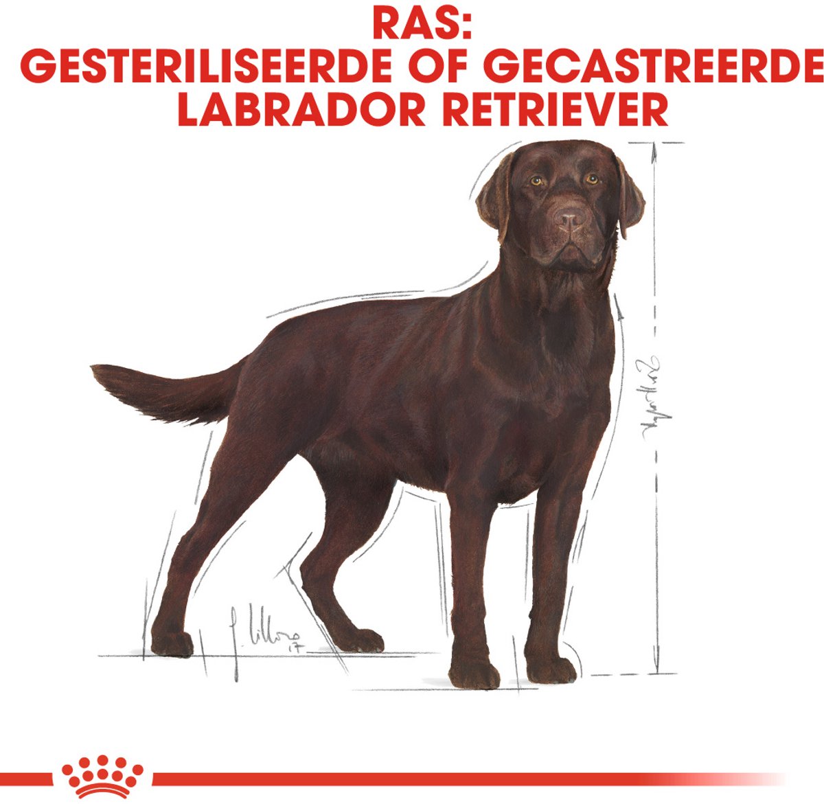Royal Canin Labrador Retriever - Hondenvoer thumbnail 2
