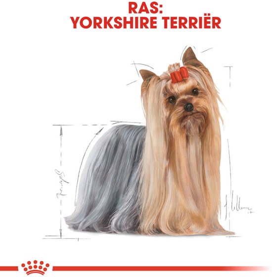 Illustratie van een Yorkshire Terriër hond met lange, zijdeachtige vacht en een rode strik op zijn hoofd.