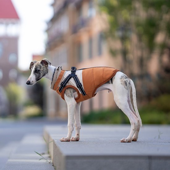 Een whippet met een oranje-beige jas, staand op een stenen rand.