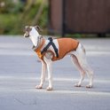 Een slanke whippet met een oranje-beige jas, staand op een stenen ondergrond.