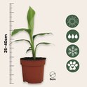 Jonge bananenplant in bruine pot, met schaalverdeling voor hoogte 25-40cm, breedte 9cm en symbolen voor zon, regen, sneeuw en dier.