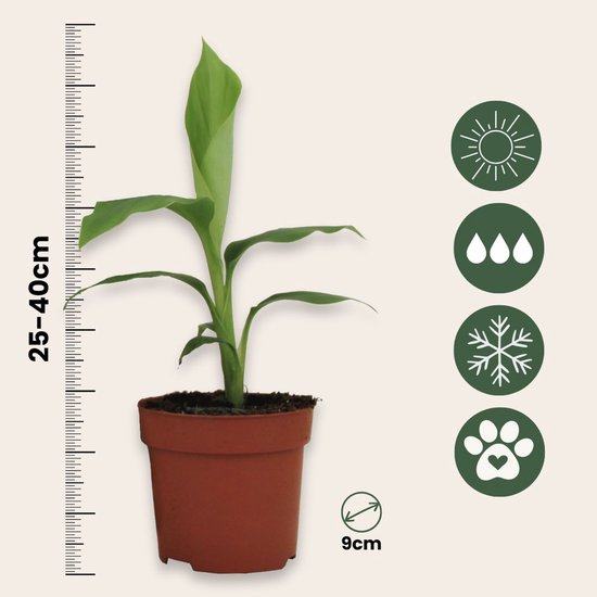 Jonge bananenplant in bruine pot, met schaalverdeling voor hoogte 25-40cm, breedte 9cm en symbolen voor zon, regen, sneeuw en dier.