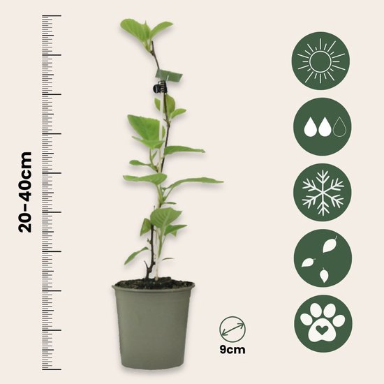 Kiwiplant van 20-40 cm hoog in een grijze pot van 9 cm, met pictogrammen voor zon, regen, sneeuw en bladeren.