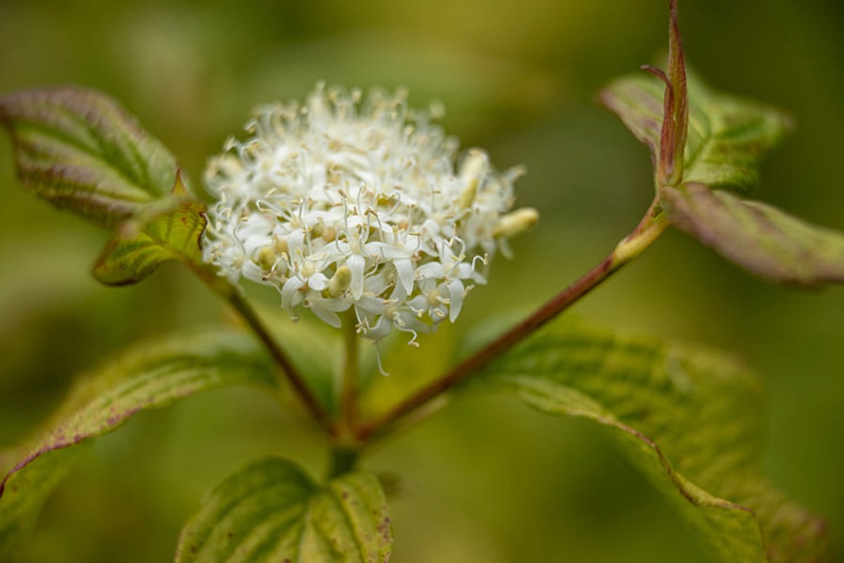 Witte kornoelje 'Sibirica' (Cornus alba 'Sibirica') 40-60 cm In pot - onderhoudsarm - snelle groeier - kenmerkende rode takken in winter