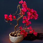 Kunstbonsai im Topf, weiß/grün im Angebot - Aktuelle Preise