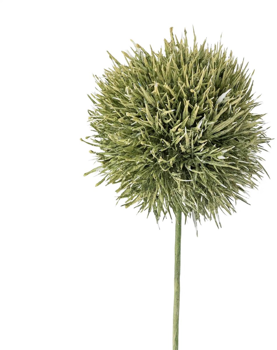 Allium stengel groen