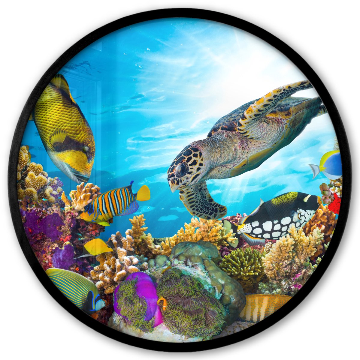 FrameYourWall Poster in lijst Rond - Fotolijst 40x40 cm - Posters - Schildpad - Zee - Koraal - Ronde posterlijst zwart - Decoratie - Wanddecoratie woonkamer - Muurdecoratie slaapkamer Multicolor