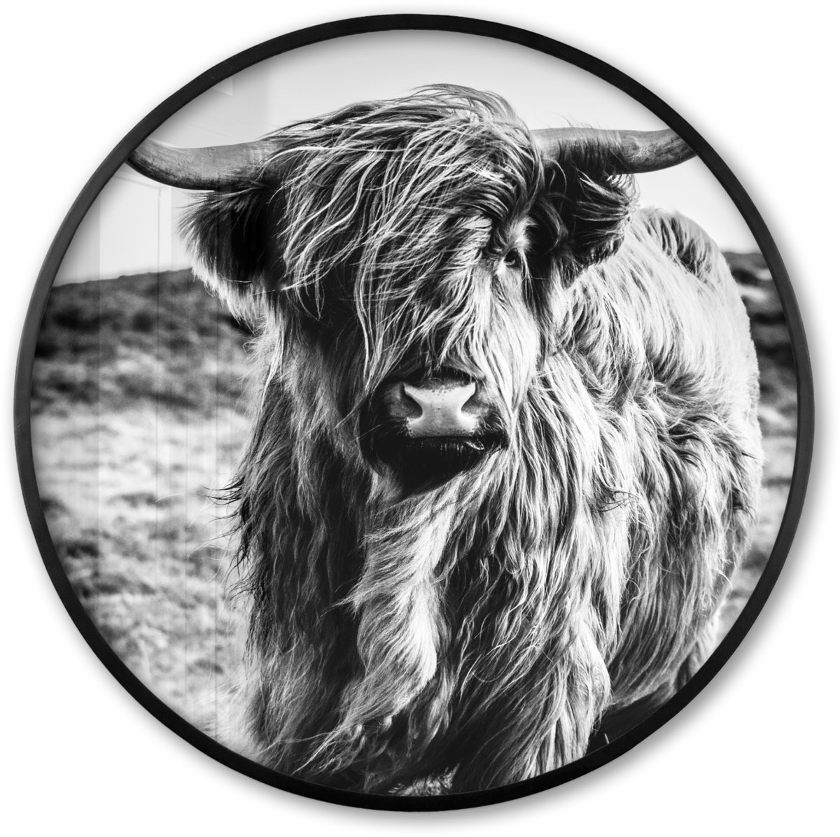 FrameYourWall Poster in lijst Rond - Fotolijst 60x60 cm - Posters - Schotse hooglander - Natuur - Koe - Zwart - Wit - Ronde posterlijst zwart - Decoratie - Wanddecoratie woonkamer - Muurdecoratie slaapkamer