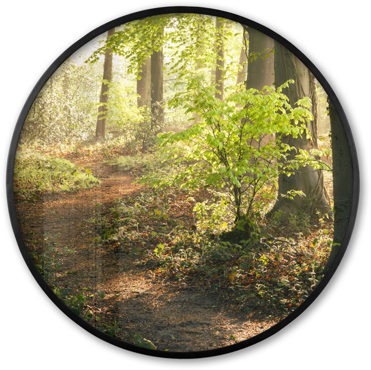 FrameYourWall Poster in lijst Rond - Fotolijst 80x80 cm - Posters - Bos - Bomen - Pad - Zon - Planten - Bladeren - Natuur - Ronde posterlijst zwart - Decoratie - Wanddecoratie woonkamer - Muurdecoratie slaapkamer