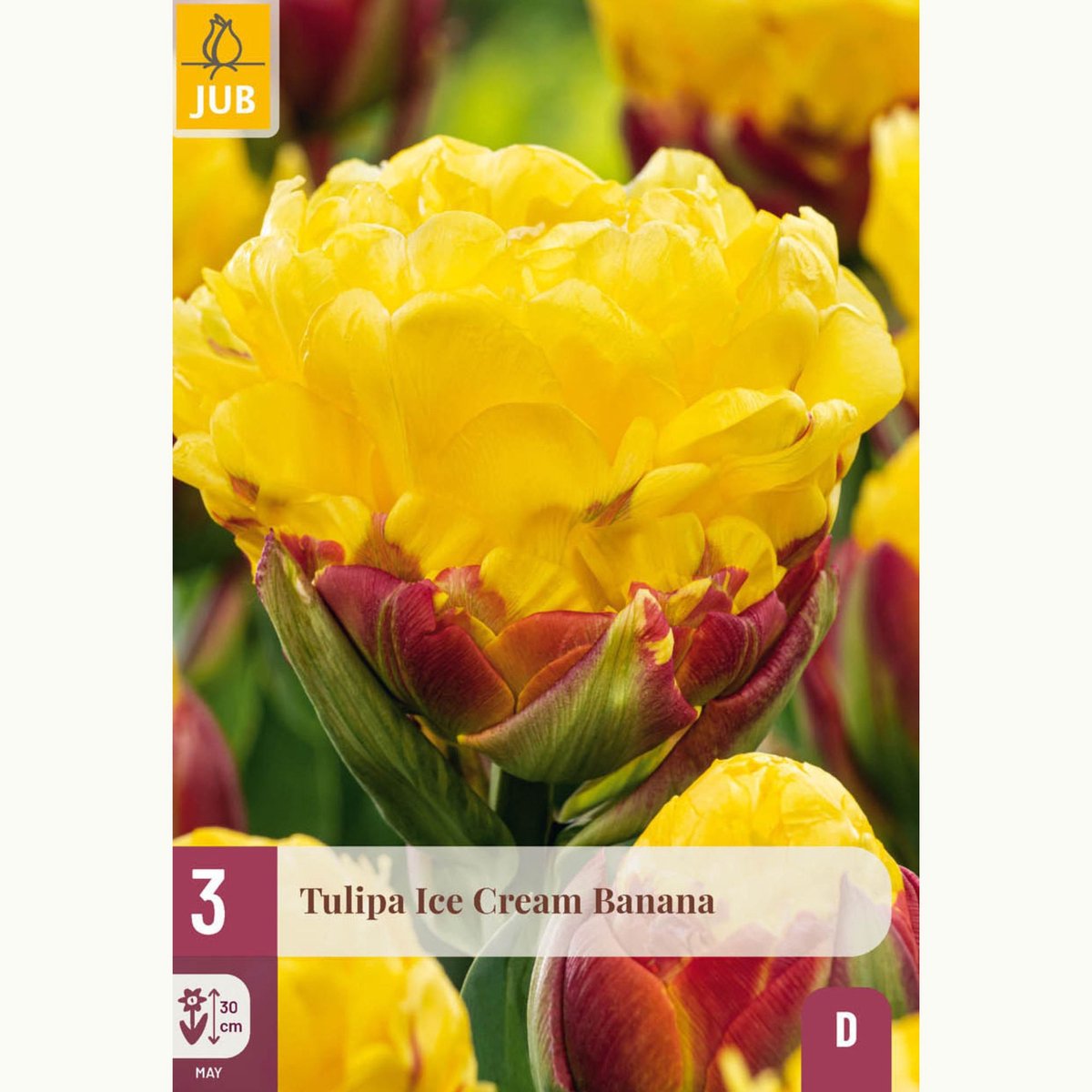 Tulipa Ice Cream Banana - Dubbele tulpen - Snijbloemen - Voorjaarsbollen - bloeit in Mei