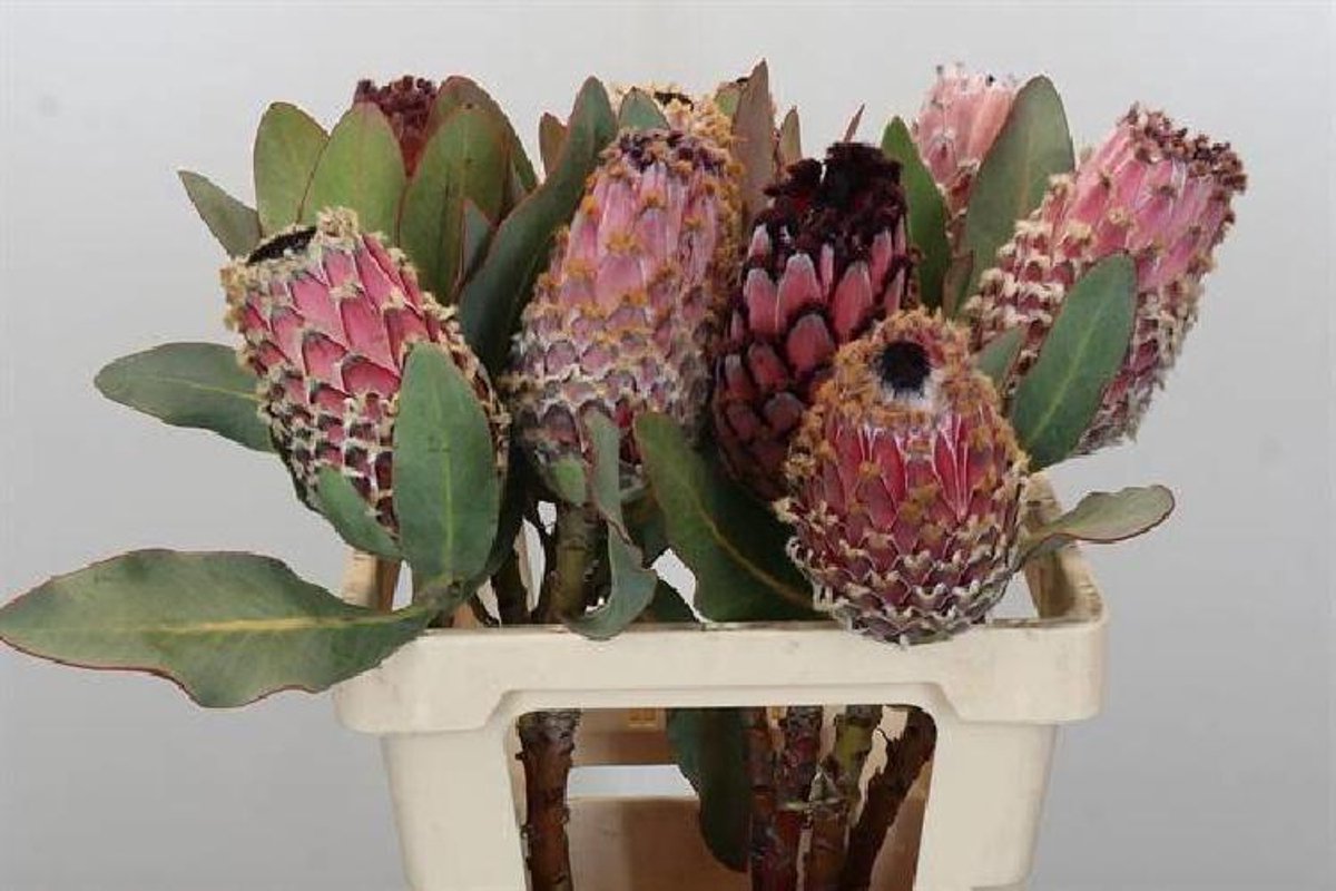 5x Prot.magn.barbigera 60cm