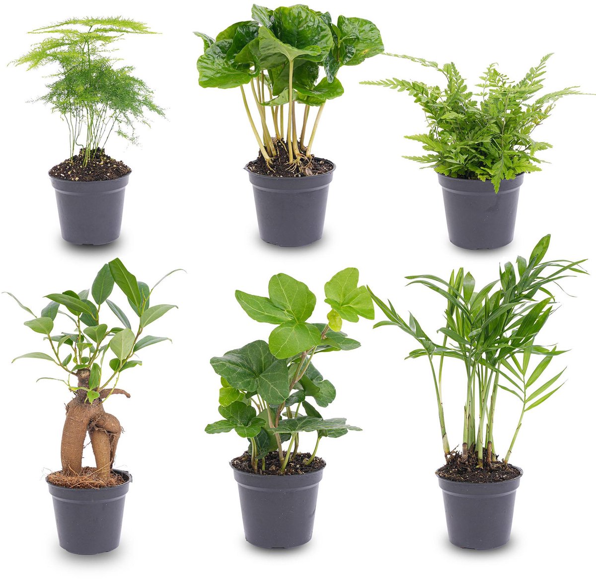 Planten set - 6 groene planten - Baby en terrarium planten
