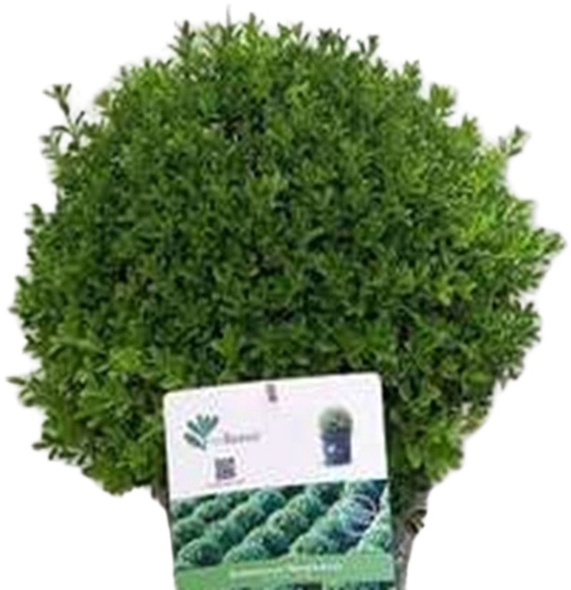 Betterbuxus 'Renaissance' – 30/ + cm – Wintergroene Heester – Langzame & Compacte Groei – Meerjarig & Schimmelresistent – Perfect voor Lage Hagen & Borders