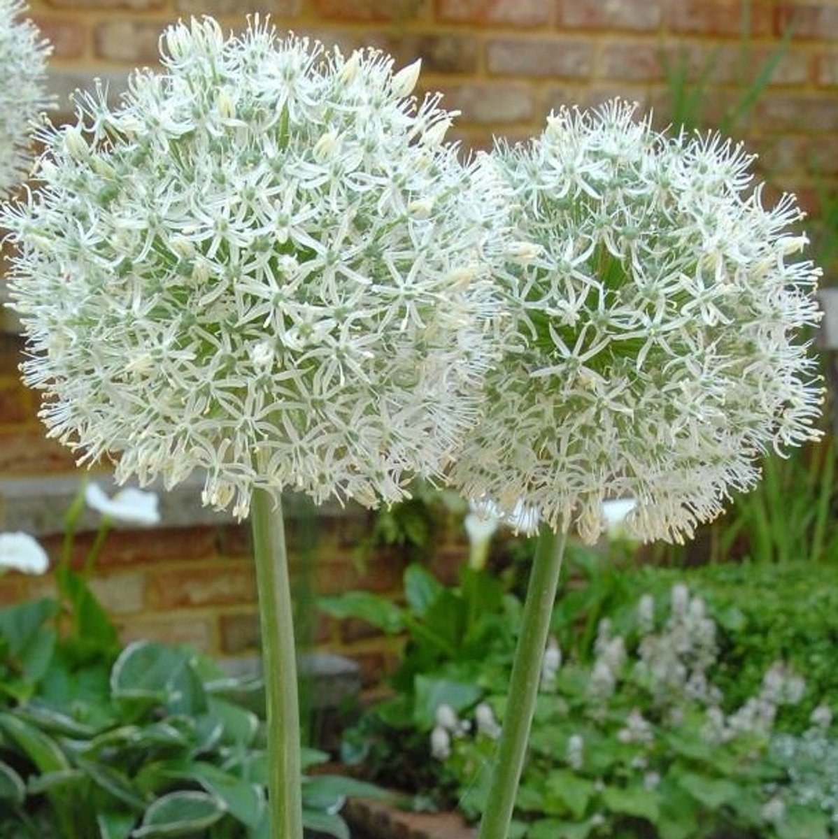 5 x Allium ‘Mount Everest’ bloembollen – hoge witte sierui