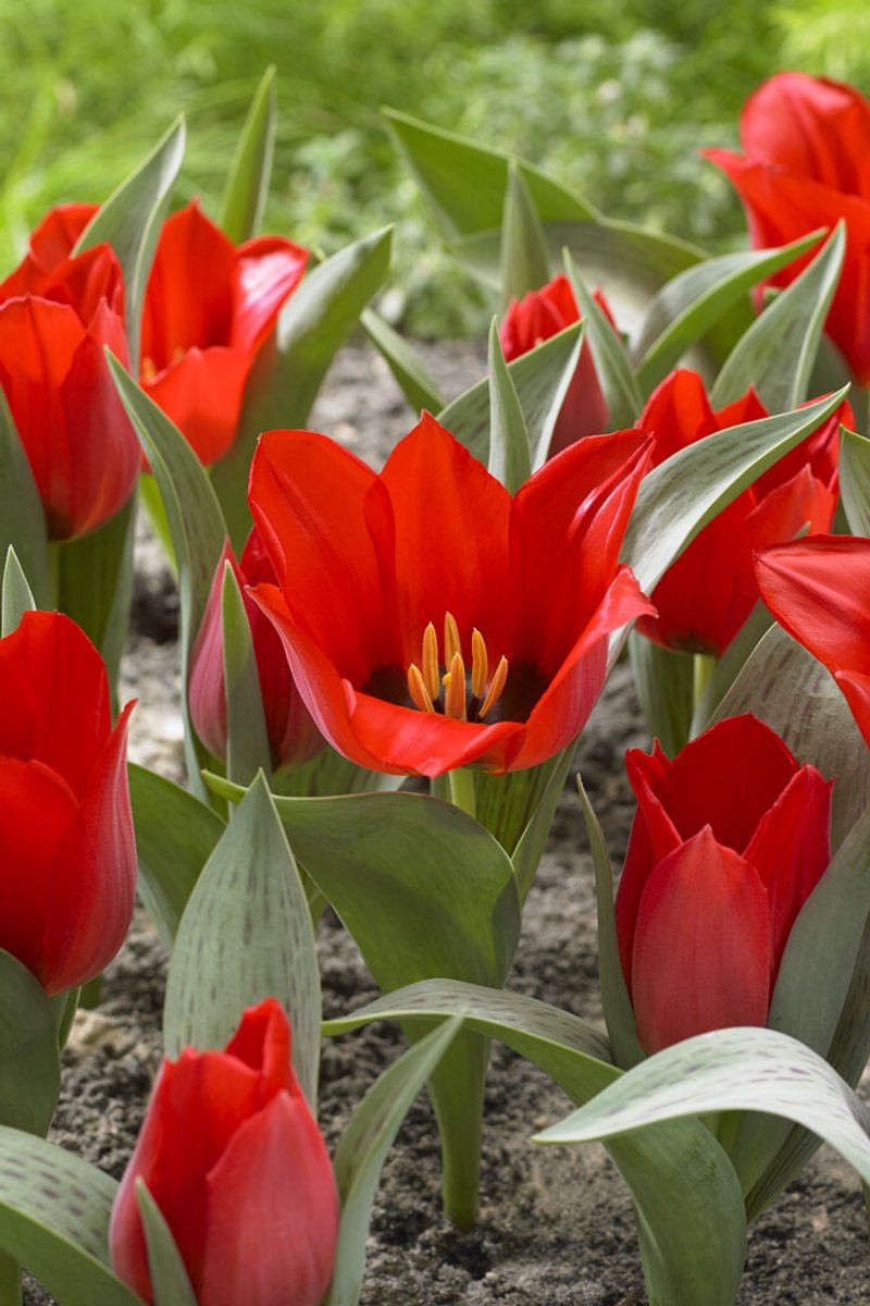 Tulp Julius Caesar | 10 stuks | Tulpenbollen