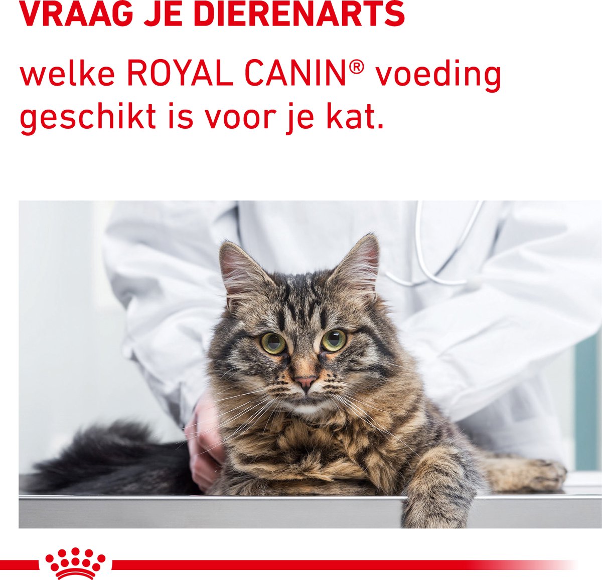 Royal Canin Expert Dental - Kattenvoer - 1.5 kg thumbnail 3