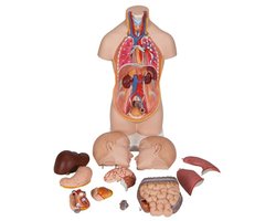 Mini Tortos Anatomisch Model 12-delig + Gratis Anatomiesoftware
